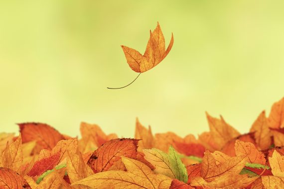 A single autumn leaf falling into a pile of autumn leaves