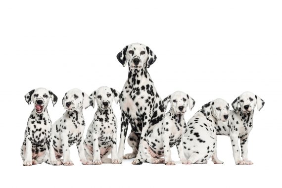 Adult dalmatian dog with six dalmation puppies